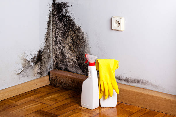Best Attic Mold Removal  in Lemont Furnace, PA