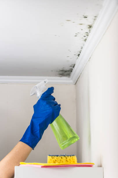 Best Certified Mold Removal  in Lemont Furnace, PA