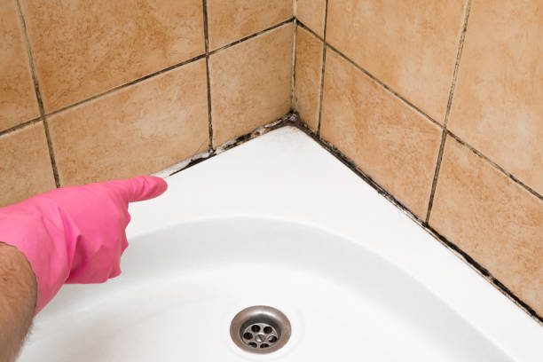Best Fast Mold Removal  in Lemont Furnace, PA